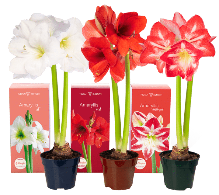 gruppbild amaryllis